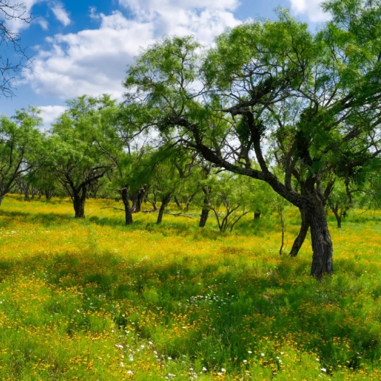 THE RANCH at Sandy Lane