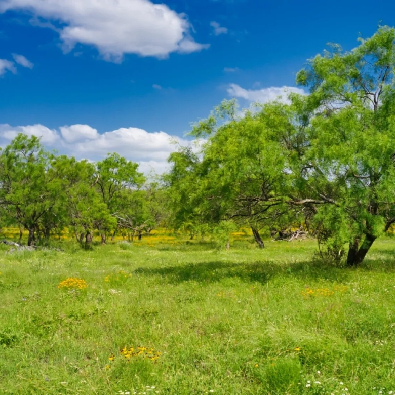 THE RANCH at Sandy Lane